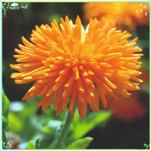 Rare Flower Plant Seeds 200+ Calendula Seeds - Porcupine Rare Flower Plant Seeds 200+ Calendula Seeds - Porcupine
