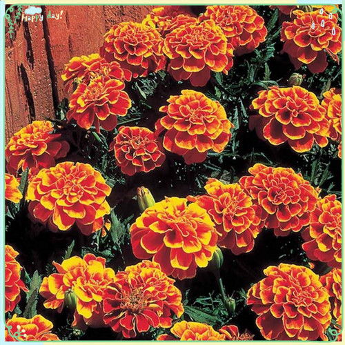 Rare Flower Plant Seeds 200+ Marigold Seeds - Queen Sophia Rare Flower Plant Seeds 200+ Marigold Seeds - Queen Sophia