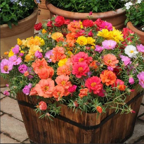 Purslane Double Flower-Moss Rose Plant - 2500 Seeds Purslane Double Flower-Moss Rose Plant - 2500 Seeds