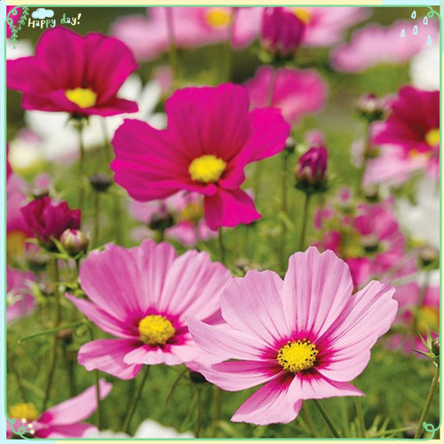 Rare Flower Plant Seeds 200+ Cosmea Seeds - Sonata Dwarf Mix