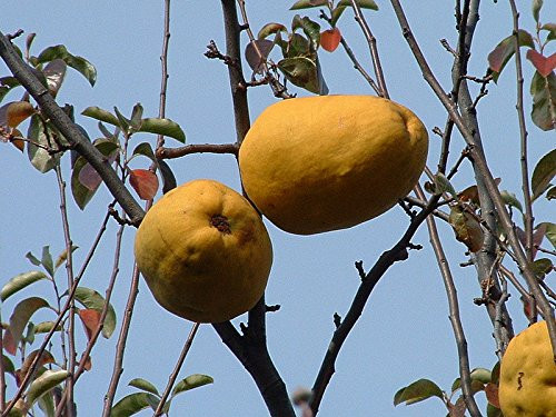 20 Chinese Quince Fruit Tree Chaenomeles Sinensis Fruit Flower Seeds Thornless