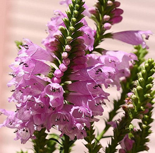 50 PINK SHOWY OBEDIENT PLANT (False Dragon Head) Physostegia Virgiana Flower Seeds