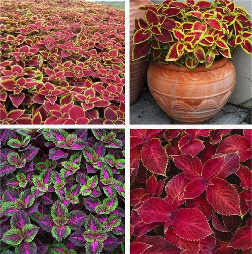Rare Varieties Rare Coleus Seeds 100 Pcs Mixed Color Rare Varieties Rare Coleus Seeds 100 Pcs Mixed Color