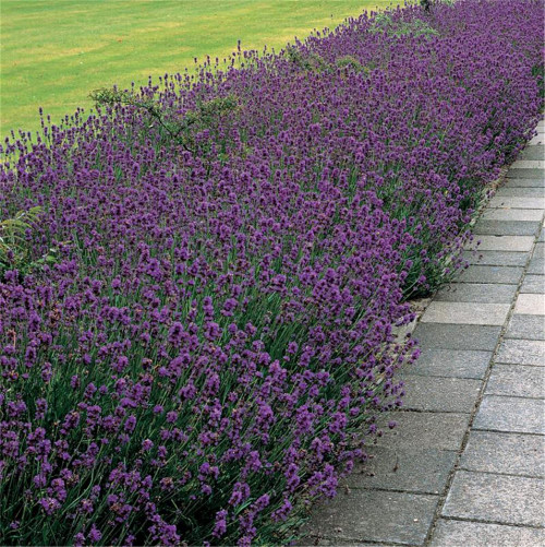 Rare Plant Flower Seed Lavender Seeds 1000+ Plants Lavandula Munstead Lavender Seeds