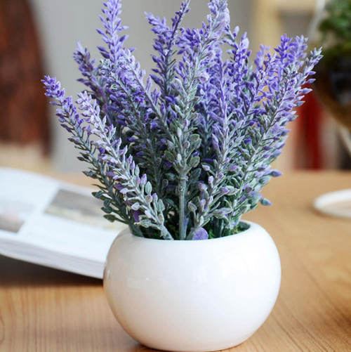 5000+ Rare Lavender Flower Seeds for Planting