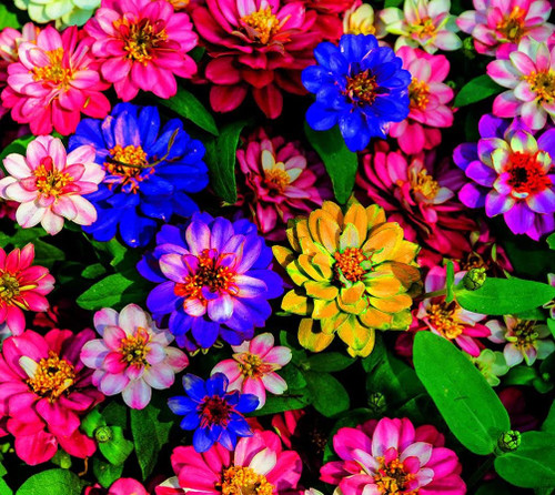 5G Mixed Zinnia Flower Seed Flower Plant