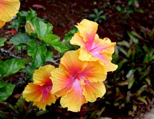 100+ Rare Hibiscus Seeds Flower Garden Home Perennial Plants 100+ Rare Hibiscus Seeds Flower Garden Home Perennial Plants