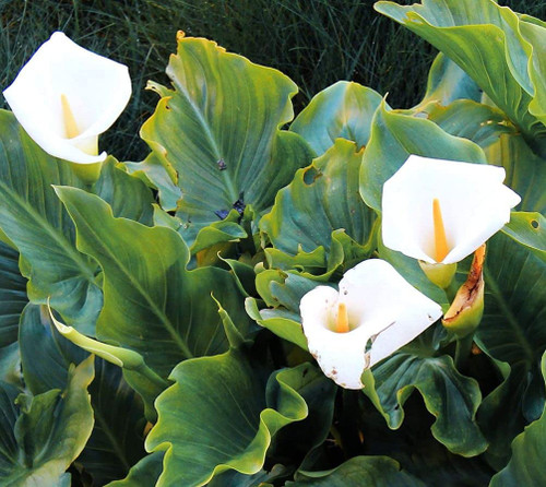 Rare 100 Pcs White Calla Lily Seeds Bonsai Potted Plant Perennial Flowers Rare 100 Pcs White Calla Lily Seeds Bonsai Potted Plant Perennial Flowers