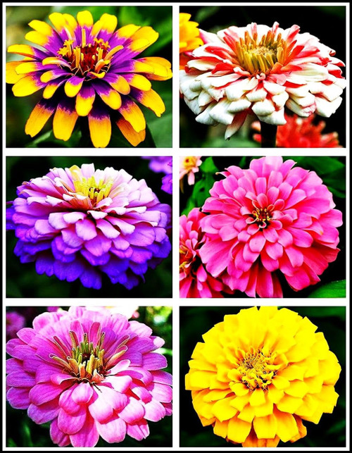 Mixed Zinnia Flower Seeds Beautiful to Plant in Your Flower Garden 5g Seeds