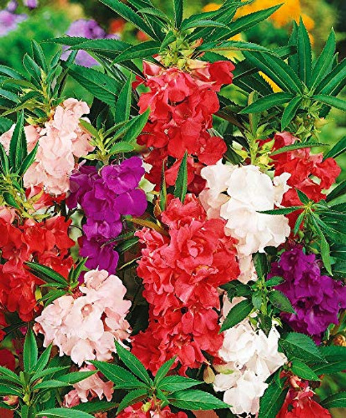 Seeds4planting - Seeds Balsam Garden Mix Touch-Me-Not Hanging Annual Flower Non GMO