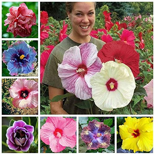 100+ Pcs Mixed Hibiscus Seeds Giant Flowers Perennial Flower - Ships from Iowa, USA 100+ Pcs Mixed Hibiscus Seeds Giant Flowers Perennial Flower - Ships from Iowa, USA