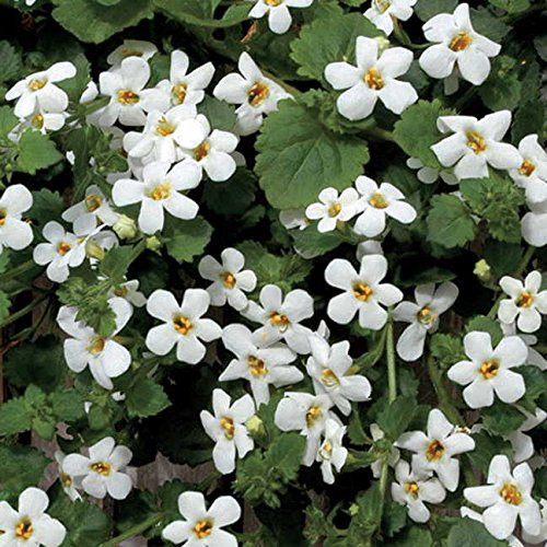 Park Seed Snowtopia Bacopa Seeds