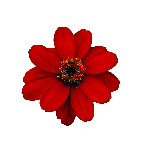 Park Seed Profusion Red Zinnia Seeds, Pack of 25 Seeds