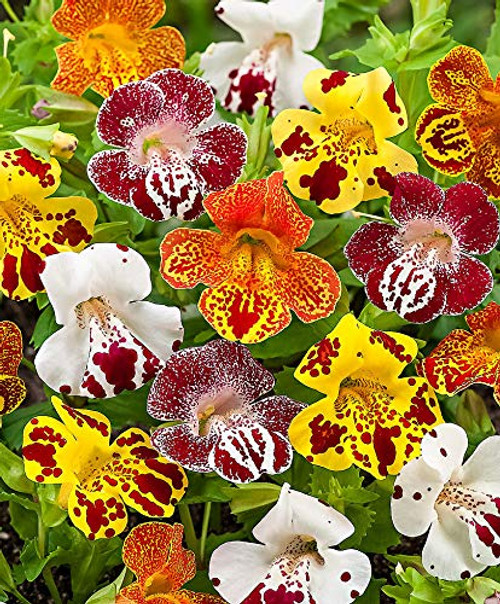 NIKA SEEDS - Flowers Seep Monkeyflower Mix Mimulus Mix Annual - 1000 Seeds