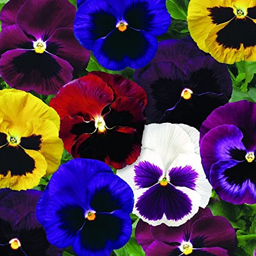 CEMEHA SEEDS - Viola Swiss Mix Annual Flowers for Planting