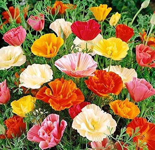 CEMEHA SEEDS - Californian Poppy Mix 30 Days Eschscholzia Dwarf Indoor Annual Flowers for Planting