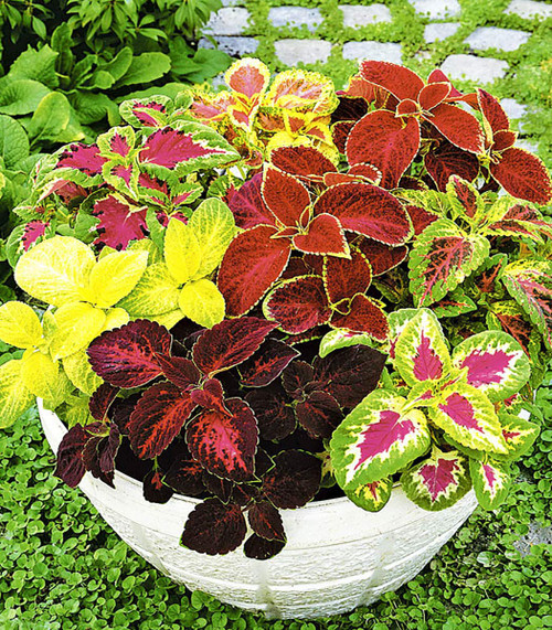 CEMEHA SEEDS - Coleus Variety Mix Indoor Annual Flowers for Planting