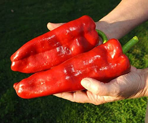 RAISE ME UP: Seeds Giant Sweet Bell Pepper Red Horn Non GMO Heirloom RAISE ME UP: Seeds Giant Sweet Bell Pepper Red Horn Non GMO Heirloom