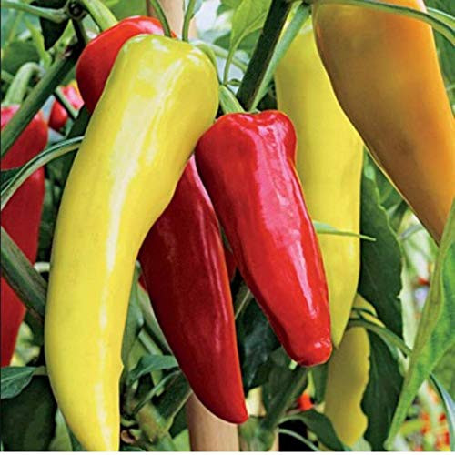 RAISE ME UP: Seeds Sweet Banana Pepper Mix Non GMO Heirloom RAISE ME UP: Seeds Sweet Banana Pepper Mix Non GMO Heirloom