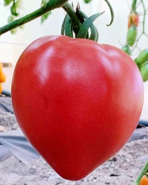 RAISE ME UP: Seeds Pink Budenovka Tomato Indeterminate Non GMO Heirloom