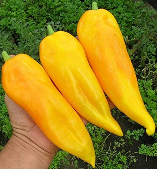 RAISE ME UP: Seeds Giant Sweet Bell Pepper Yellow Horn Non GMO Heirloom RAISE ME UP: Seeds Giant Sweet Bell Pepper Yellow Horn Non GMO Heirloom