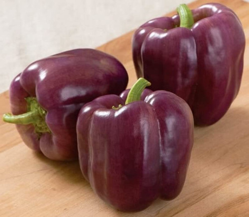 RAISE ME UP: Seeds Purple Sweet Bell Pepper Non GMO Heirloom RAISE ME UP: Seeds Purple Sweet Bell Pepper Non GMO Heirloom