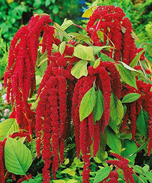 RAISE ME UP: Seeds Love-Lies-Bleeding Red Amaranth Annual Flowers RAISE ME UP: Seeds Love-Lies-Bleeding Red Amaranth Annual Flowers