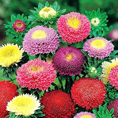 RAISE ME UP: Seeds Aster Suprime Mix Annual Flowers