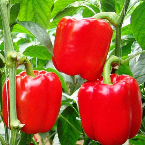 RAISE ME UP: Seeds Red California Wonder Sweet Bell Pepper Non GMO Heirloom RAISE ME UP: Seeds Red California Wonder Sweet Bell Pepper Non GMO Heirloom