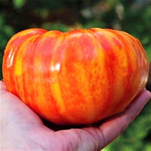RAISE ME UP: Seeds Rainbow Beefsteak Tomato Variety from Minnesota Giant Indeterminate Non GMO Heirloom