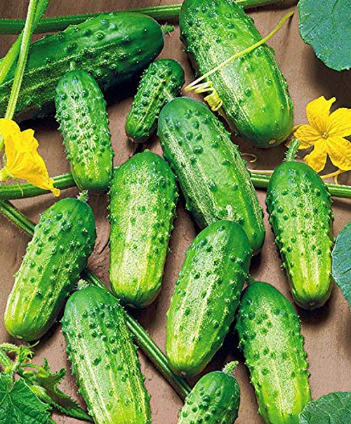RAISE ME UP: Seeds Cucumber Sourse F1 for Pickling Rodnichok Open-Pollinated Non GMO Heirloom RAISE ME UP: Seeds Cucumber Sourse F1 for Pickling Rodnichok Open-Pollinated Non GMO Heirloom