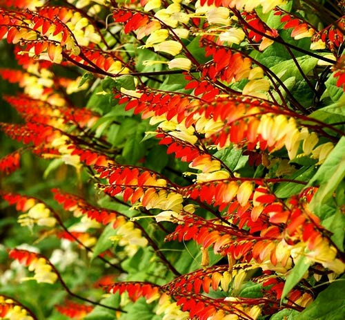 RAISE ME UP: Seeds Firecracker Vine Mina Lobata Quamoclit Annual Flowers