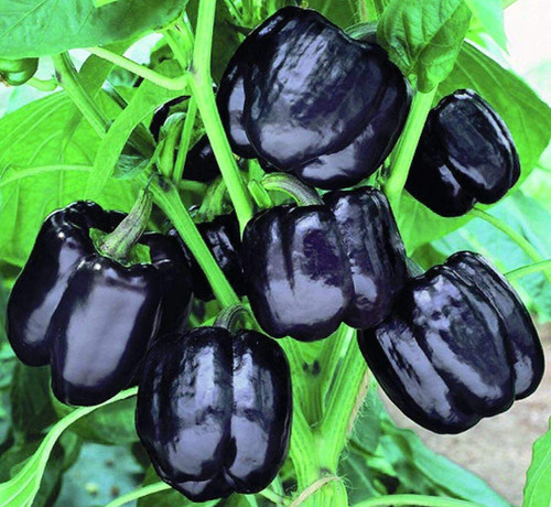 RAISE ME UP: Seeds Black Bell Pepper Sweet Non GMO Heirloom RAISE ME UP: Seeds Black Bell Pepper Sweet Non GMO Heirloom