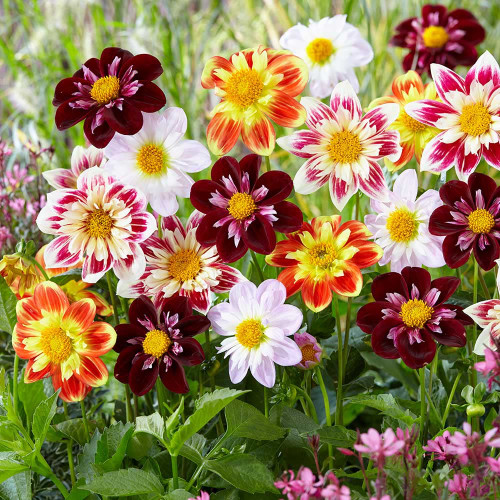 RAISE ME UP: Seeds Dahlia Mignon Mixed Annual Flowers