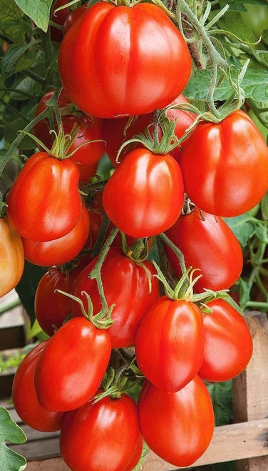 RAISE ME UP: Seeds Red Truffle Japanese Tomato Indeterminate Non GMO Heirloom
