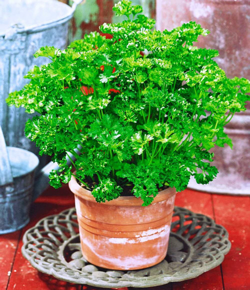 RAISE ME UP: Seeds Indoor Parsley Container Pots Balcony Non GMO Heirloom 2000 Seeds