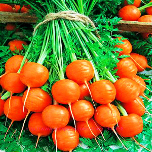 RAISE ME UP: Seeds Paris Market Carrot (Can Grow Indoors) Non GMO Heirloom