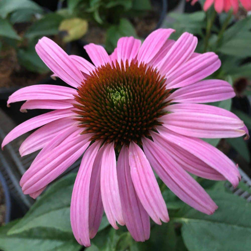 FUN AND GROW SEEDS: Seeds Purple Coneflower Echinacea Non GMO Heirloom