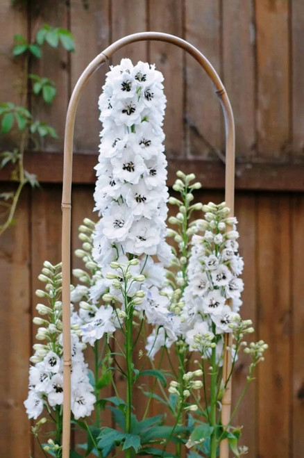 FUN AND GROW SEEDS: Seeds White Giant Larkspur Delphinium Annual Flowers