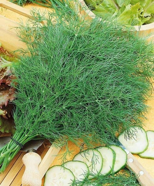 FUN AND GROW SEEDS: Seeds Mammoth Long Island Dill for Planting Variety for Pickling Vegetable Non GMO Heirloom 2000 Seeds