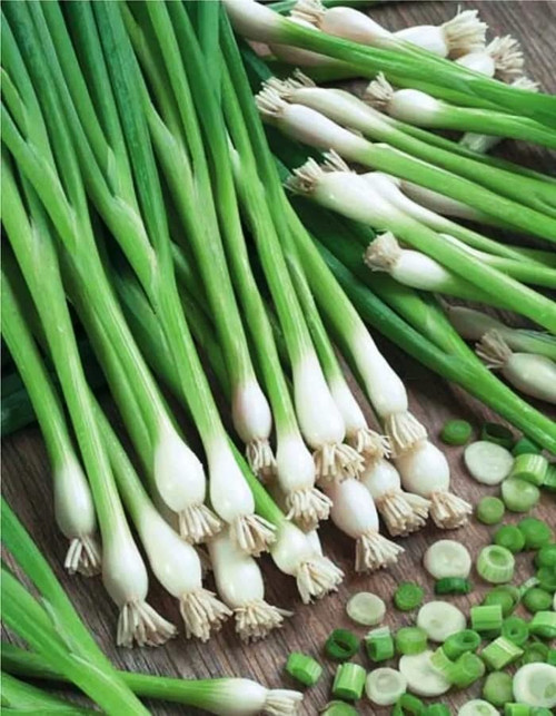 FUN AND GROW SEEDS: Seeds Bunching Welsh Onion Green Non GMO Heirloom