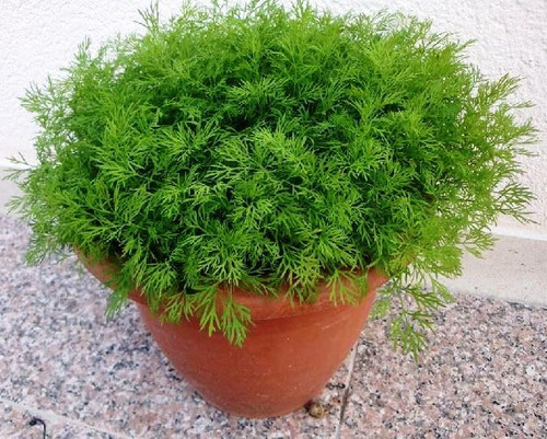 FUN AND GROW SEEDS: Seeds Indoor Dill for Planting Variety for Pickling Vegetable Non GMO Heirloom