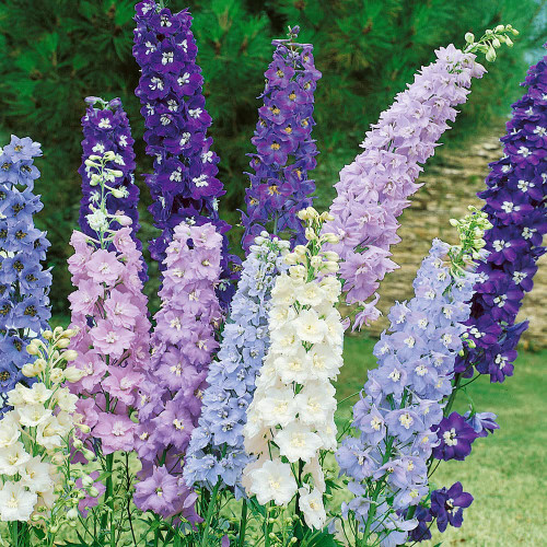 FUN AND GROW SEEDS: Seeds Giant Larkspur Mix Tall Delphinium Annual Flowers