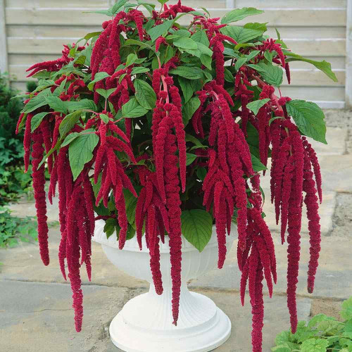 FUN AND GROW SEEDS: Seeds Love-Lies-Bleeding Ruby Amaranth Annual Flowers FUN AND GROW SEEDS: Seeds Love-Lies-Bleeding Ruby Amaranth Annual Flowers