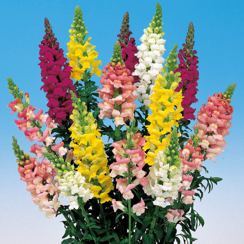 FUN AND GROW SEEDS: Snapdragon Cinderella Mix Tall Giant Delphinium Annual Flowers FUN AND GROW SEEDS: Snapdragon Cinderella Mix Tall Giant Delphinium Annual Flowers