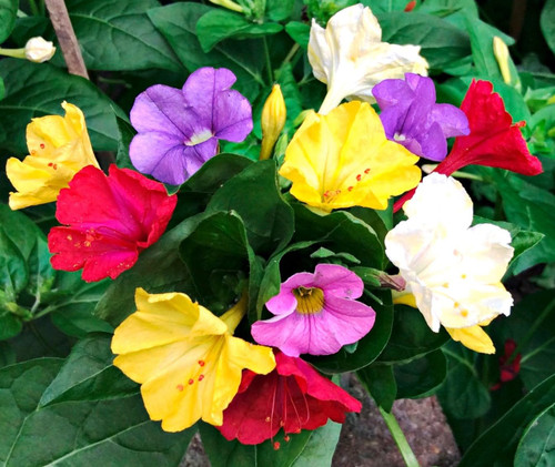FUN AND GROW SEEDS: Seeds Four O'clock Mix Mirabilis Annual Flowers FUN AND GROW SEEDS: Seeds Four O'clock Mix Mirabilis Annual Flowers