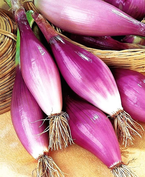 FUN AND GROW SEEDS: Seeds Red Banana Shallot Onion Non GMO Heirloom