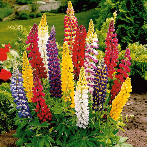 FUN AND GROW SEEDS: Seeds Lupine Minarette Dwarf Mix Perennial Flowers