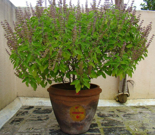 FUN AND GROW SEEDS: Seeds Holy Basil Tulsi Ornamental Non GMO Heirloom