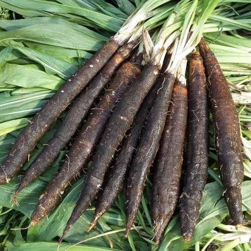 FUN AND GROW SEEDS: Seeds Giant Black Root Salsify Non GMO Heirloom